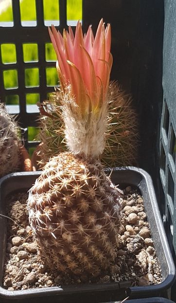 Eriosyce odieri - Cactusi si suculente 2020-2021-2022-2023- 2024-2025