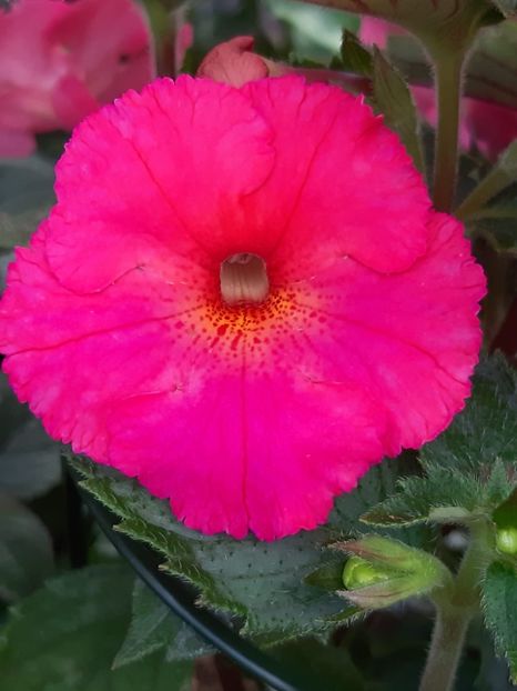 BriD’s 71–19 - Achi din semințe BriDs 2020