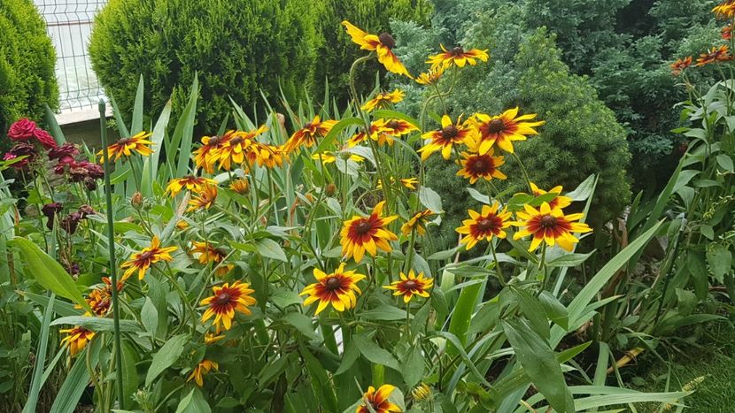 Rudbeckia - Iulie 2020