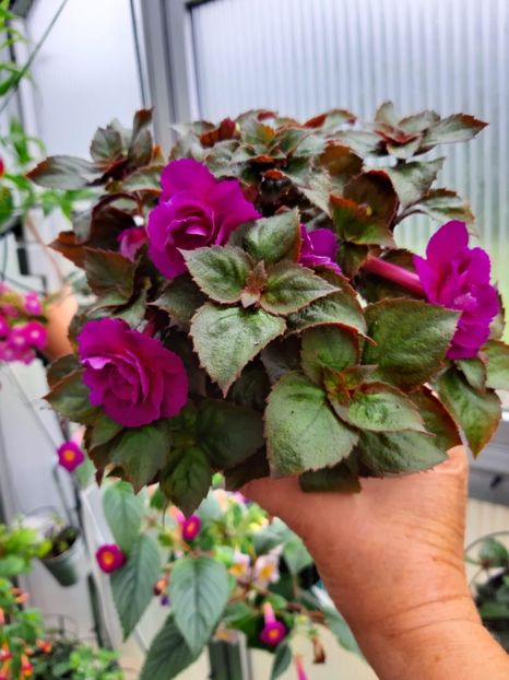 BriD’s Nataly - Achi din semințe BriDs 2020