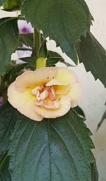 Yellow Fever - Achimenes 2020