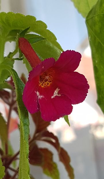 Amazing Grace-prima inflorire - Achimenes 2020