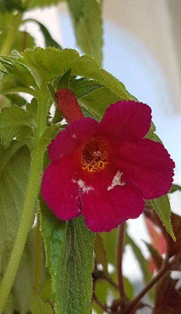 Amazing Grace-prima inflorire - Achimenes 2020