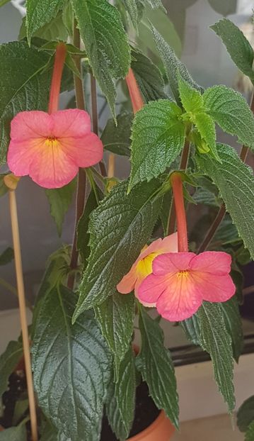 Sweet and Sour - Achimenes 2020