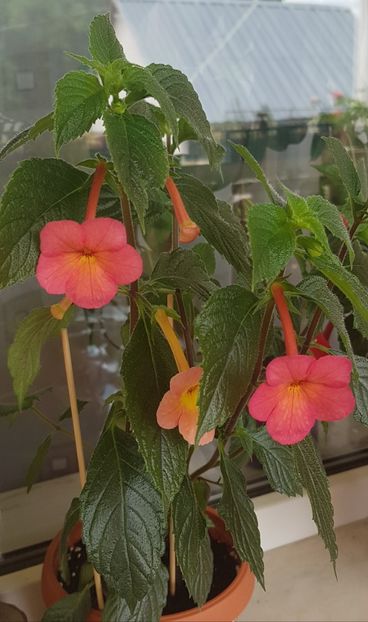 Sweet & Sour - Achimenes 2020