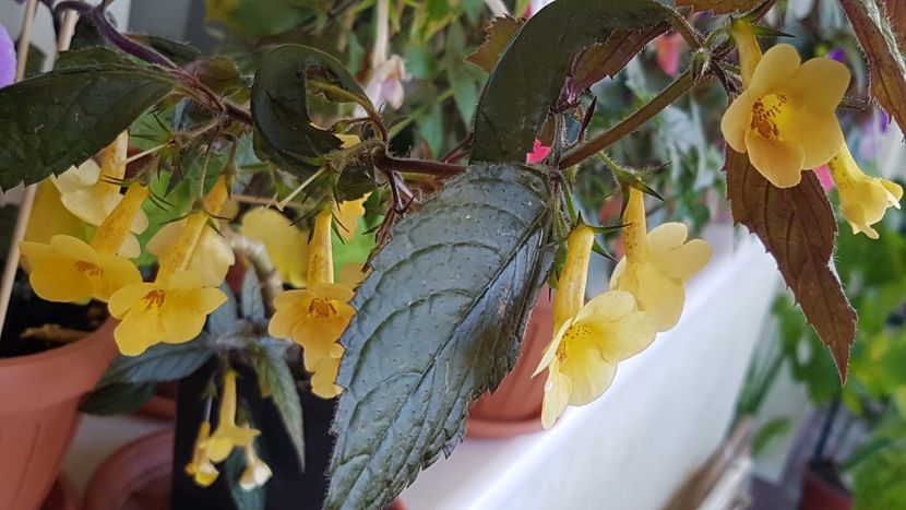 Yellow Beauty - Achimenes 2020