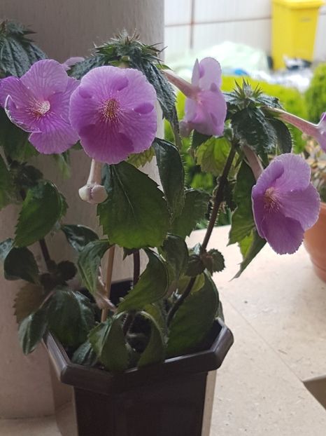 Charles Martel - Achimenes 2020