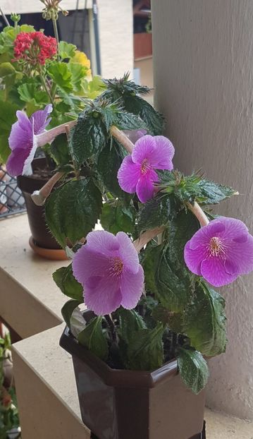 Charles Martel - Achimenes 2020