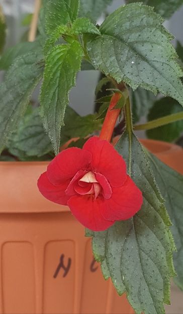 Nero - Achimenes 2020