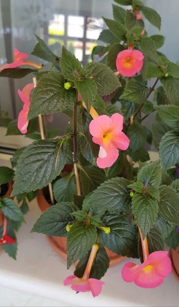 Peach Cascade - Achimenes 2020