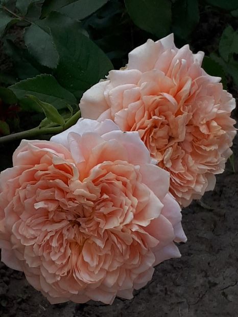  - Festival des Jardins de Chaumont