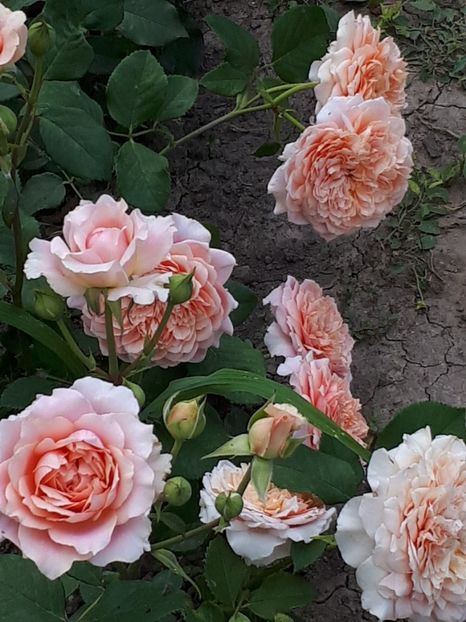  - Festival des Jardins de Chaumont