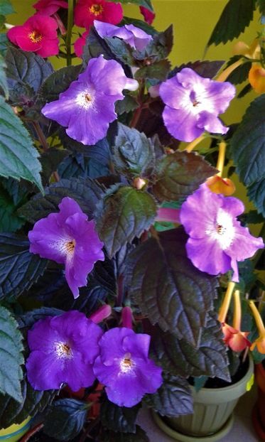  - 000014 ACHIMENES