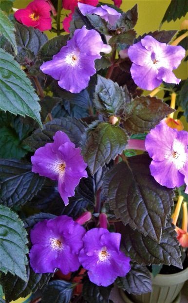  - 000014 ACHIMENES
