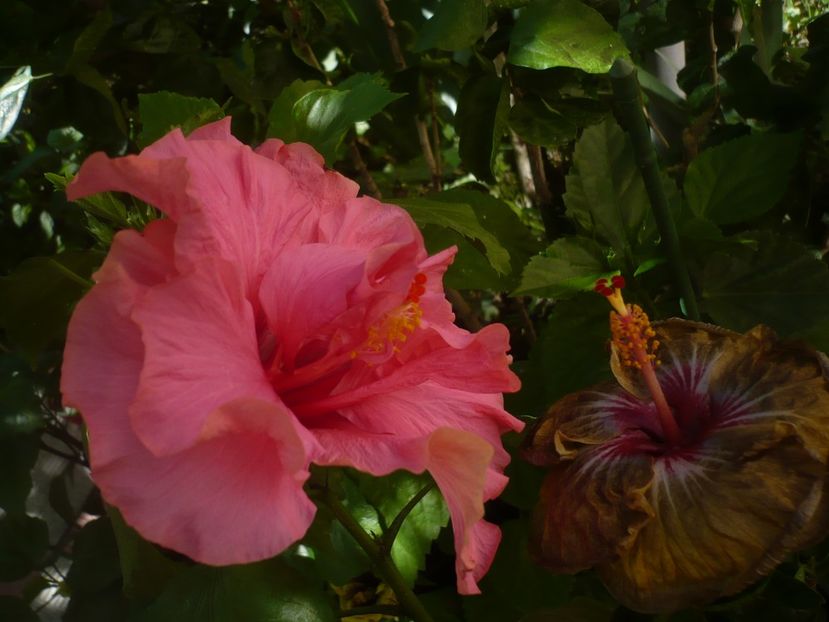 P1440803 - HIBISCUSI 2020-1