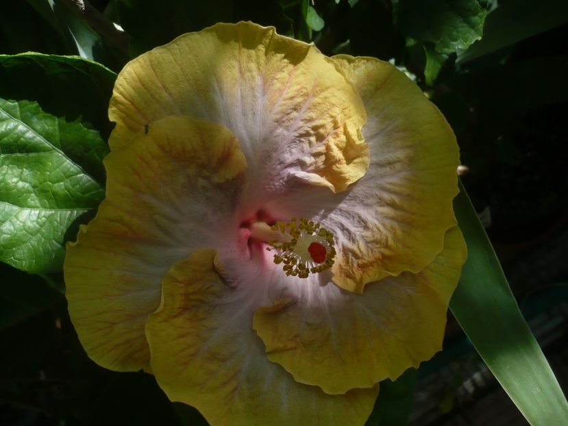 P1440805 - HIBISCUSI 2020-1