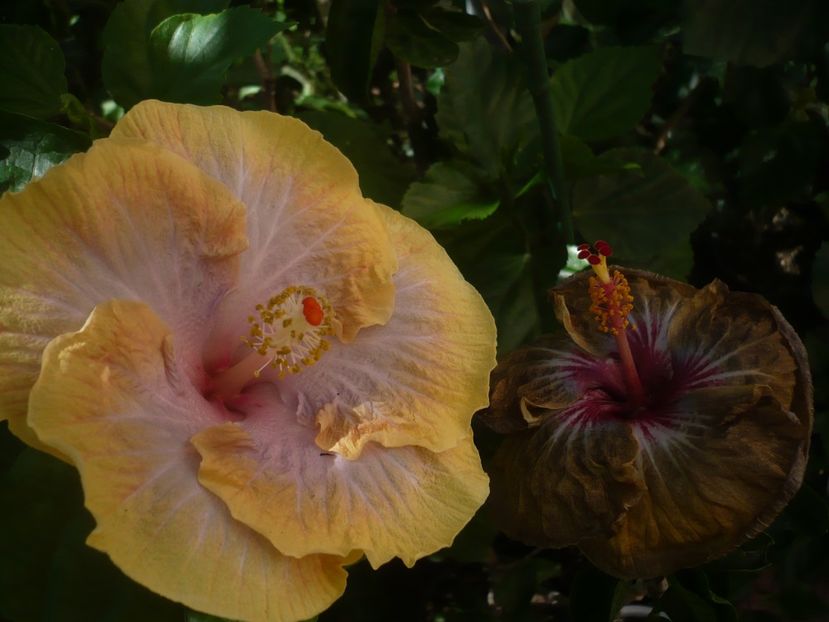 P1440808 - HIBISCUSI 2020-1