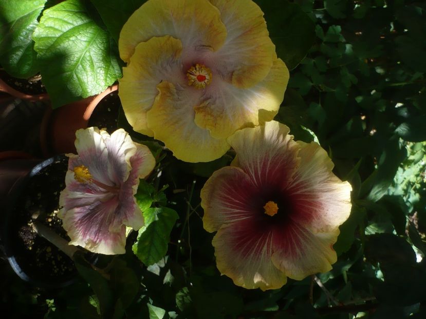P1440809 - HIBISCUSI 2020-1