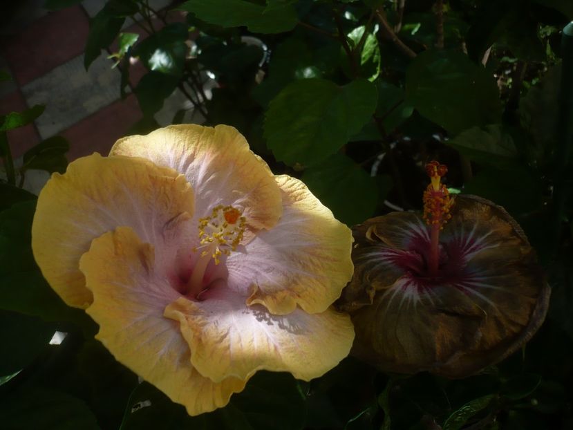 P1440823 - HIBISCUSI 2020-1