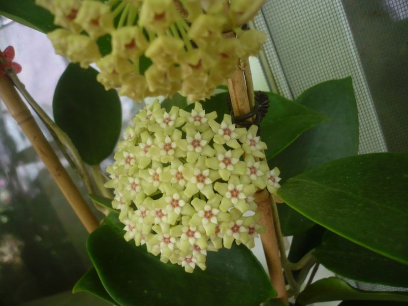 P1440825 - HOYA 2020-1