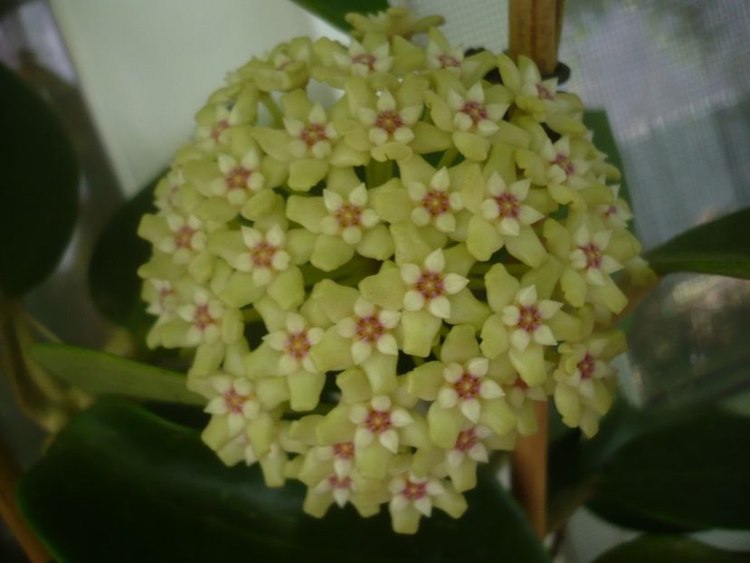 P1440827 - HOYA 2020-1