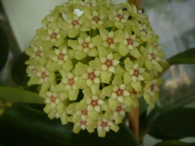 P1440828 - HOYA 2020-1