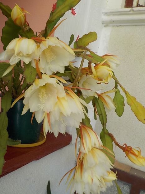  - Genul Epiphyllum