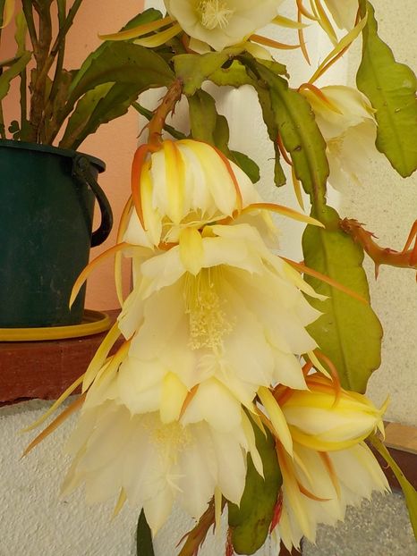  - Genul Epiphyllum