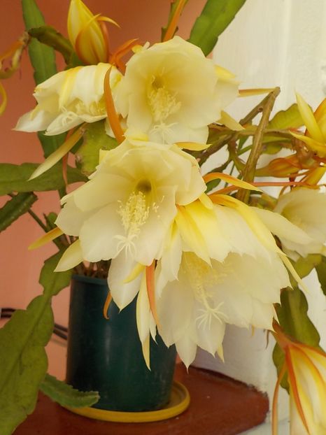  - Genul Epiphyllum
