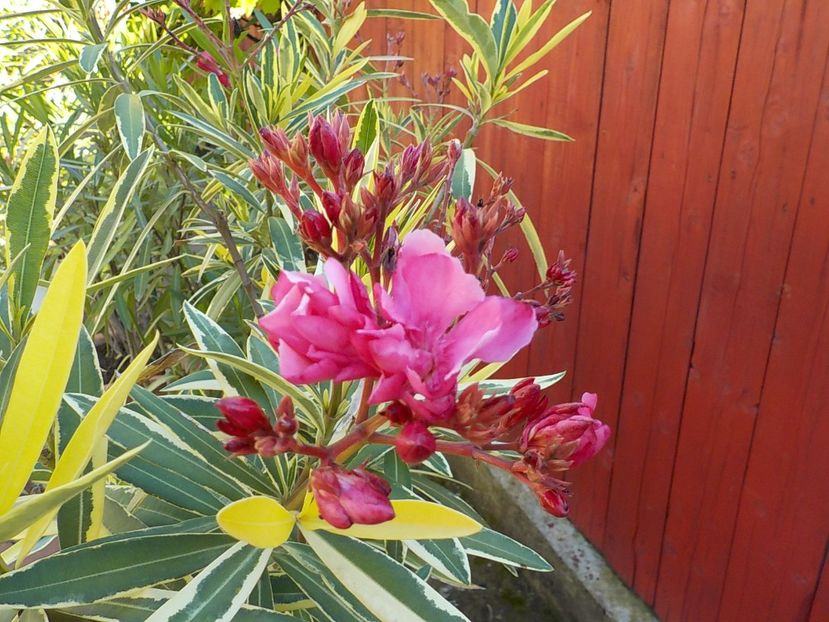 - variegat nr 24