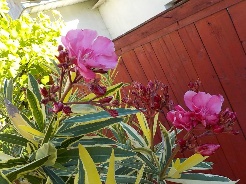  - variegat nr 24