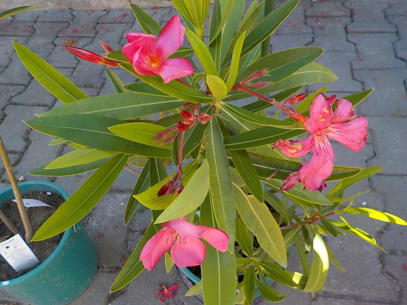  - maresciallo graziani nr 79