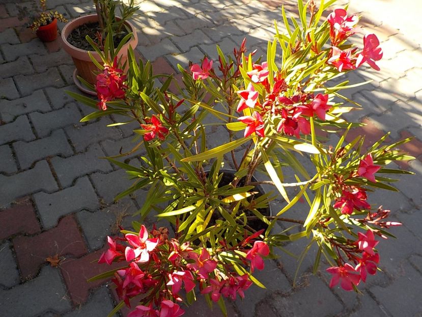  - papa gambeta nr 17