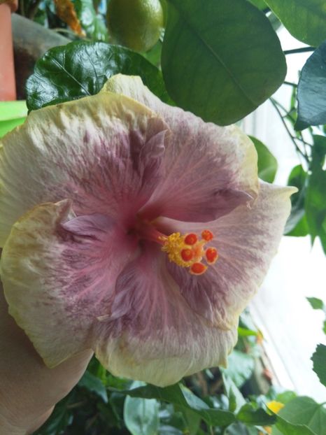  - Hibiscus