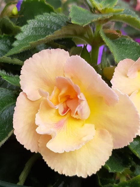 BriD’s Honigblume - Achi din semințe BriDs 2019