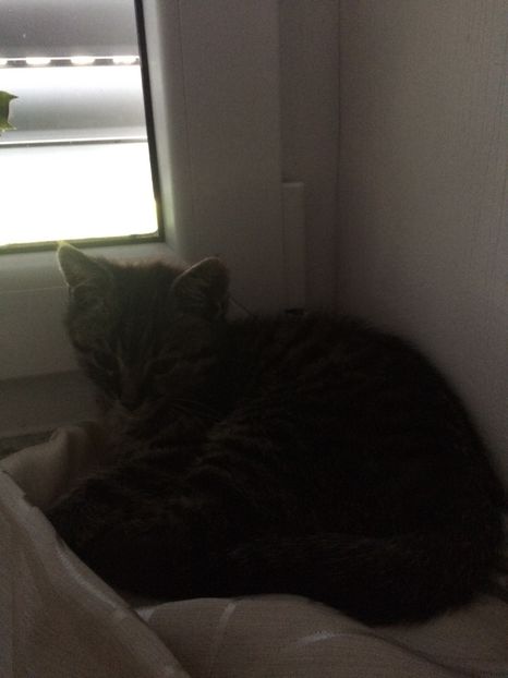 Motanel - I-Animalute