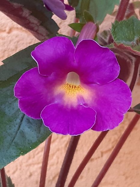 BriD’s WoDi - Achi din semințe BriDs 2019