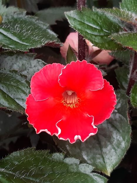 BriD’s Cera - Achi din semințe BriDs 2019