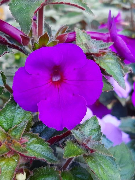 BriD’s Edina - Achi din semințe BriDs 2019