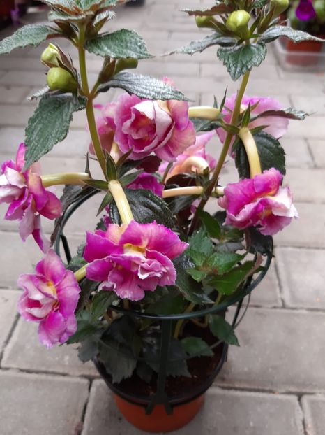 BriD’s Heike Brosche - Achi din semințe BriDs 2020