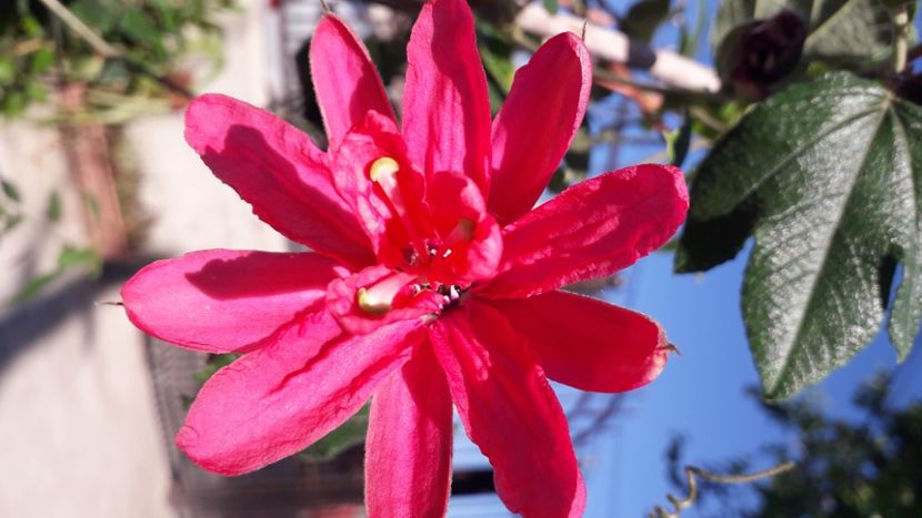  - Talmeș balmeș 2020