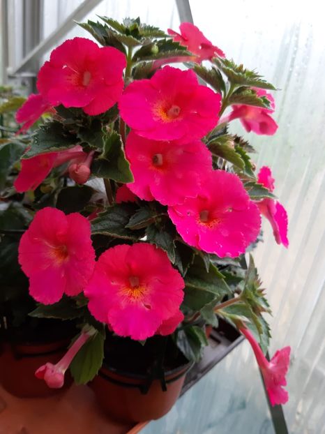 BriD’s Carmen - Achi din semințe BriDs 2020