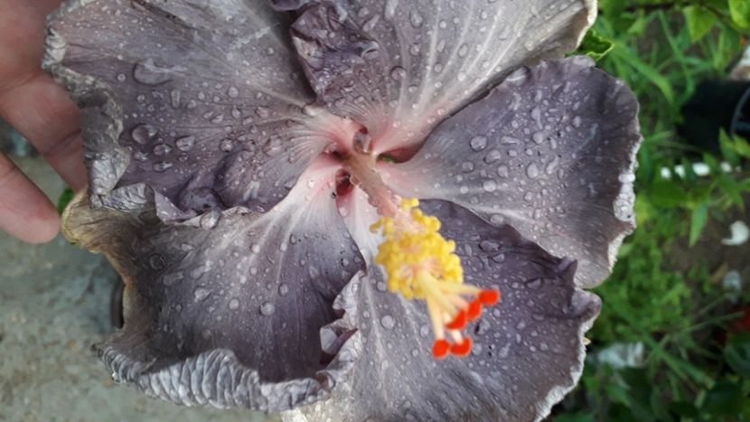  - Talmeș balmeș 2020