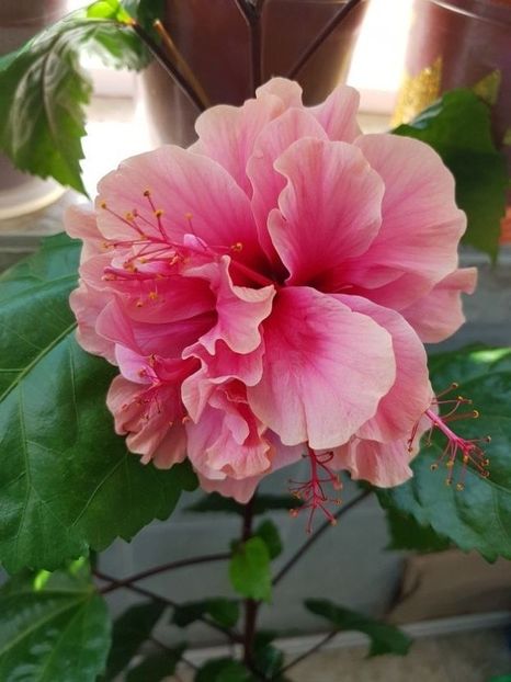  - Hibiscus Kona