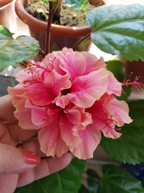  - Hibiscus Kona