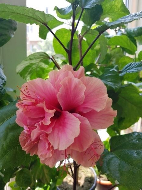  - Hibiscus Kona