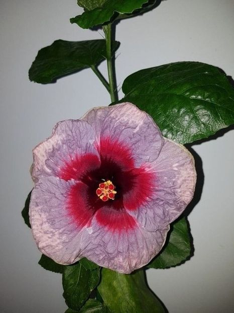  - Hibiscus Drama Qween