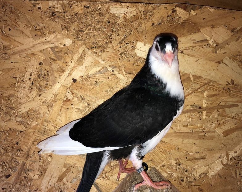 8725  mascul  2020_2 - tineret 2020