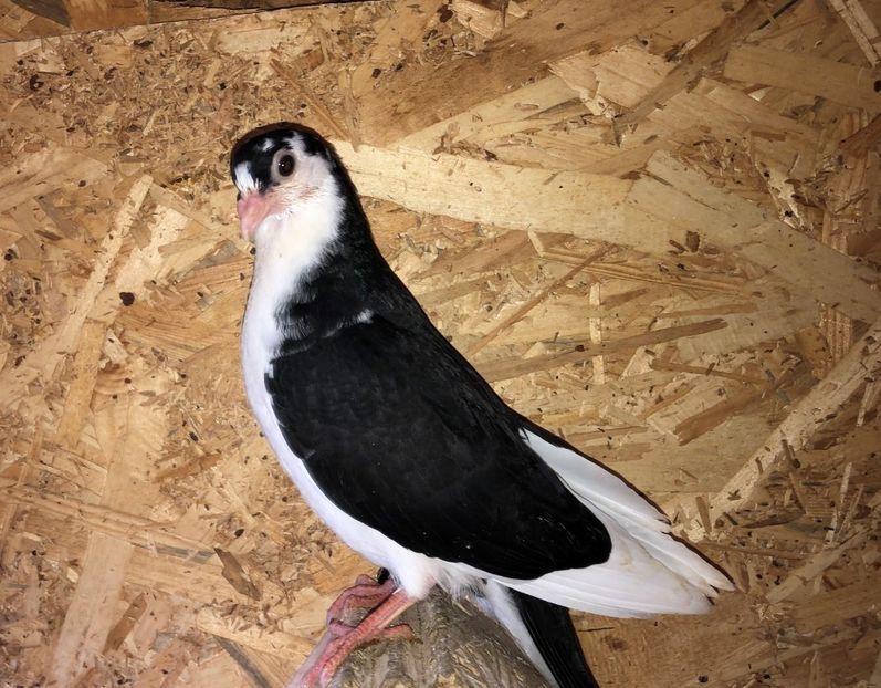 8725  mascul  2020_3 - tineret 2020