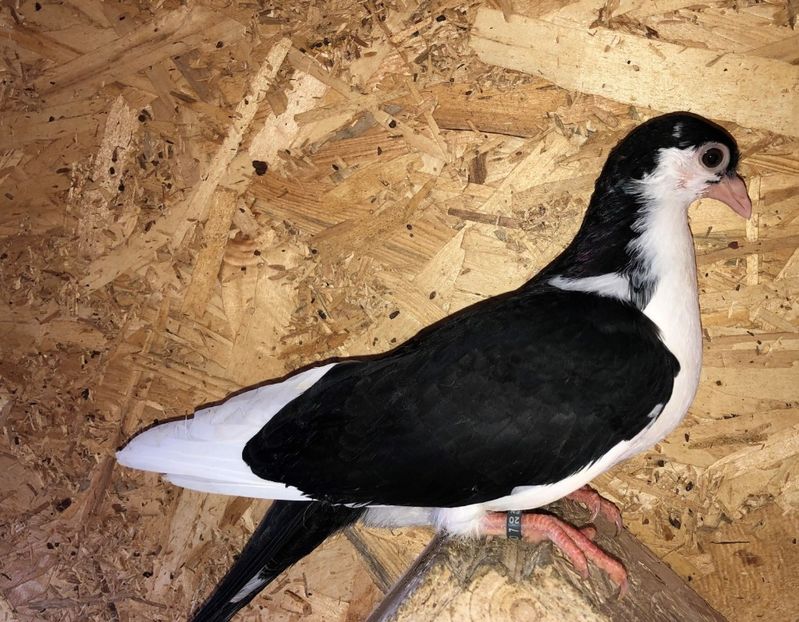 8722  mascul  2020_1 - tineret 2020